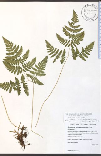 Gymnocarpium × intermedium iNat (1)