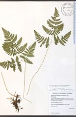 Gymnocarpium × intermedium