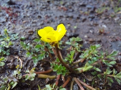 Ranunculus multifidus