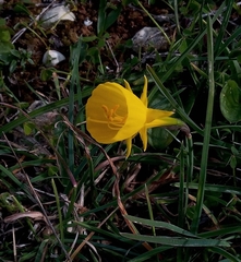 Narcissus obesus
