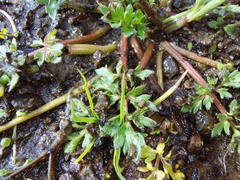 Ranunculus multifidus