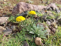 Helichrysum subglomeratum