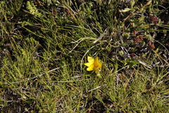 Romulea macowanii