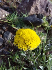Helichrysum subglomeratum