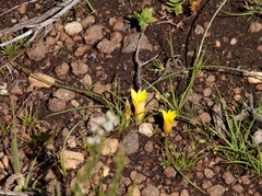 Romulea macowanii