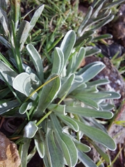 Helichrysum subglomeratum