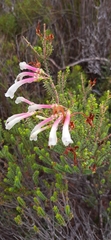 Erica berzelioides