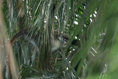 Cercopithecus ascanius schmidti