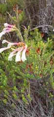 Erica berzelioides