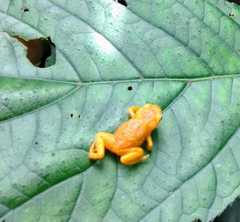 Brachycephalus ephippium