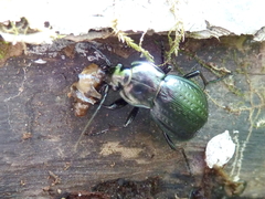 Carabus billbergi