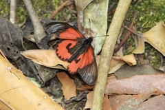 Acraea eltringhami