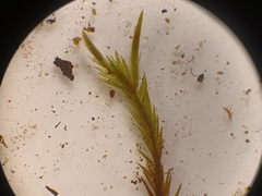 Fontinalis dalecarlica