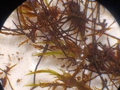 Fontinalis dalecarlica