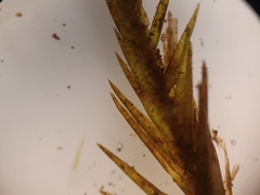 Fontinalis dalecarlica