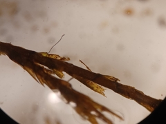 Fontinalis dalecarlica