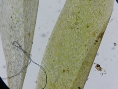 Fontinalis dalecarlica