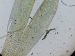 Fontinalis dalecarlica