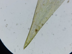 Fontinalis dalecarlica