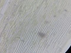 Fontinalis dalecarlica