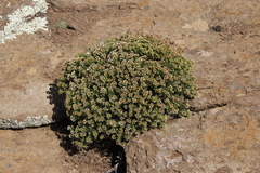 Crassula sarcocaulis