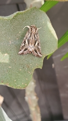 Spodoptera pulchella