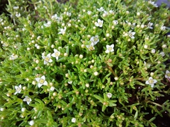 Gnidia propinqua