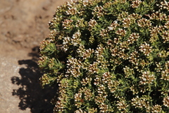 Crassula sarcocaulis