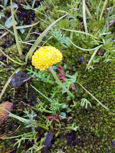 Drakensberg Water Buttons (Cotula paludosa)
