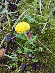 Cotula paludosa