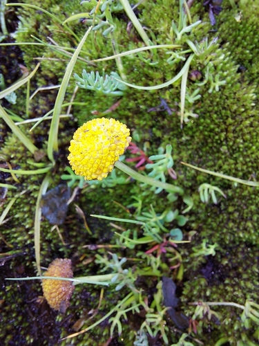 Cotula paludosa, photograph 2