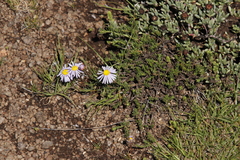 Felicia caespitosa