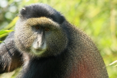 Cercopithecus mitis kandti