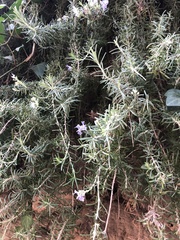 Salvia rosmarinus