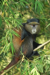 Cercopithecus mitis kandti