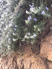 Salvia rosmarinus