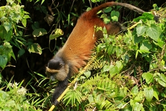 Cercopithecus mitis kandti