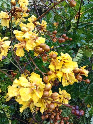 Peltophorum pterocarpum