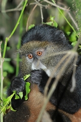 Cercopithecus mitis kandti