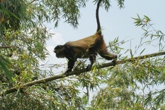 Cercopithecus mitis kandti