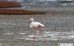 Phoenicopterus roseus