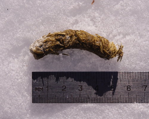 Western Capercaillie