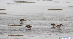 Calidris ferruginea