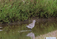 Pluvialis squatarola