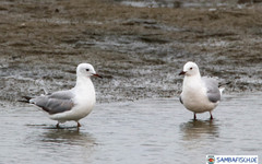 Chroicocephalus hartlaubii