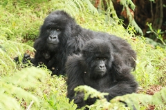 Gorilla beringei beringei