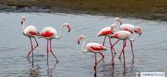 Phoenicopterus roseus