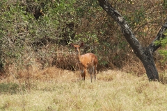 Tragelaphus scriptus bor