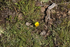 Romulea macowanii