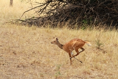 Tragelaphus scriptus bor
